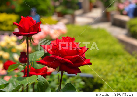 美しいバラの花 美しいバラの花 89678918