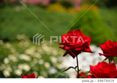 美しいバラの花 美しいバラの花 89678919