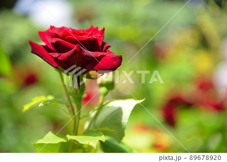 美しいバラの花 美しいバラの花 89678920