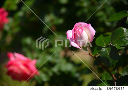 美しいバラの花 89678955