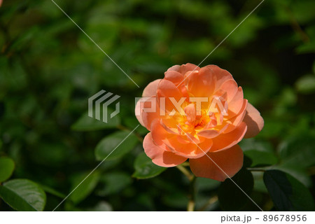 美しいバラの花 89678956