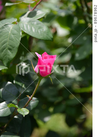 美しいバラの花 89678962