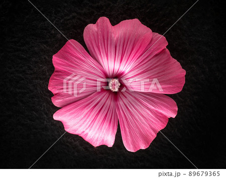 Top view of a flower on a black background. Selective focus. Top view of a flower on a black background. Selective focus. 89679365