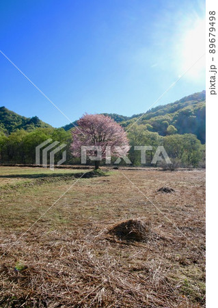 桧原の一本桜・裏磐梯(福島県・北塩原村) 桧原の一本桜・裏磐梯(福島県・北塩原村) 89679498