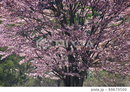 桧原の一本桜・裏磐梯(福島県・北塩原村) 桧原の一本桜・裏磐梯(福島県・北塩原村) 89679500