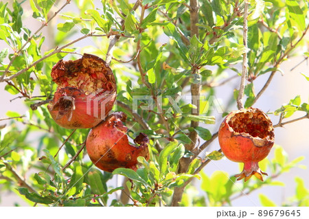Old and overripe pomegranates on a tree in a city park in Israel Old and overripe pomegranates on a tree in a city park in Israel 89679645