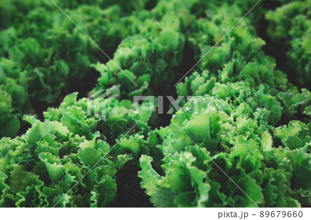 Rows of organic healthy green lettuce plants Rows of organic healthy green lettuce plants 89679660