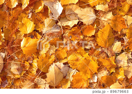fall yellow and orange leaves background texture fall yellow and orange leaves background texture 89679663