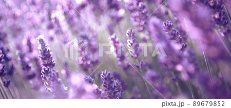 Banner with lavender flower field at sunset rays 89679852