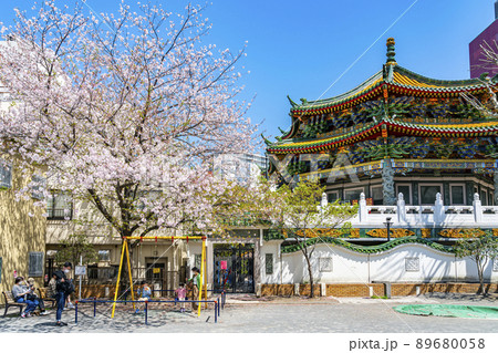 【神奈川県】横浜中華街の山下町公園にある桜 【神奈川県】横浜中華街の山下町公園にある桜 89680058