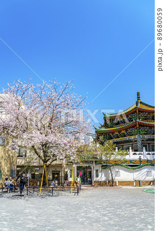【神奈川県】横浜中華街の山下町公園にある桜 【神奈川県】横浜中華街の山下町公園にある桜 89680059