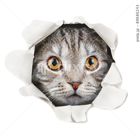 The cat looks through a hole in the paper isolated on a white background The cat looks through a hole in the paper isolated on a white background 89680243
