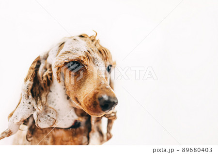 Washing the dog with shampoo in the bathroom. 89680403