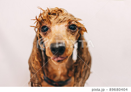 Washing the dog with shampoo in the bathroom. 89680404