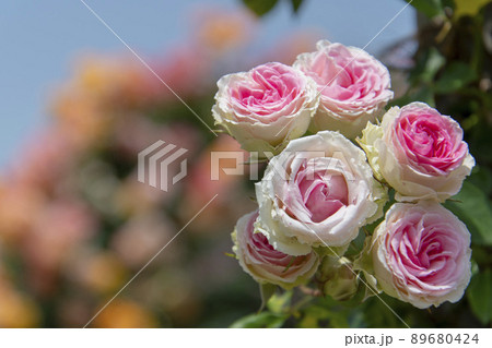 薔薇 89680424