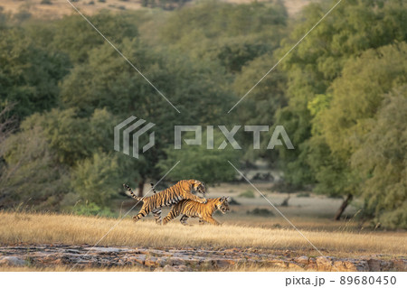 two small wild playful tiger cubs playing or fighting with each other and learning skills to survive in forest in safari at ranthambore national park reserve rajsthan india asia - panthera tigris two small wild playful tiger cubs playing or fighting with each other and learning skills to survive in forest in safari at ranthambore national park reserve rajsthan india asia - panthera tigris 89680450