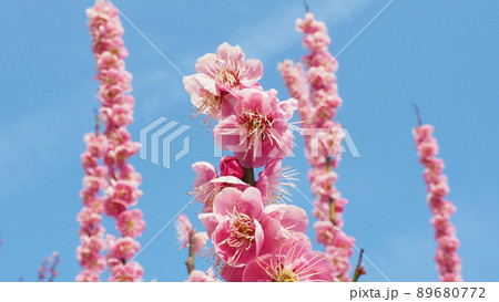 梅の花と青空（早春の自然植物） 89680772