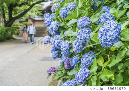 初夏の円覚寺　参道に咲く紫陽花【神奈川県・鎌倉市】 89681070