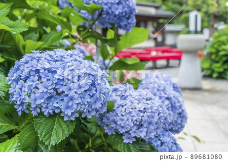 円覚寺の境内に咲く紫陽花【神奈川県・鎌倉市】 円覚寺の境内に咲く紫陽花【神奈川県・鎌倉市】 89681080