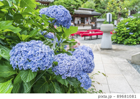 円覚寺の境内に咲く紫陽花【神奈川県・鎌倉市】 円覚寺の境内に咲く紫陽花【神奈川県・鎌倉市】 89681081