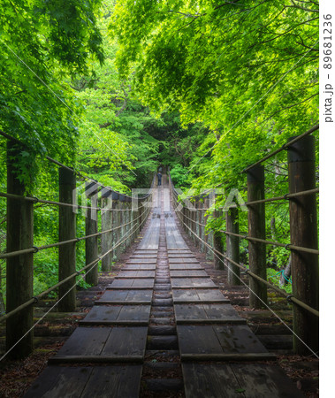 茨城県高萩市　花貫渓谷の新緑の汐見滝吊り橋 89681236