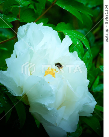 白い牡丹と虫（縦） 89681304