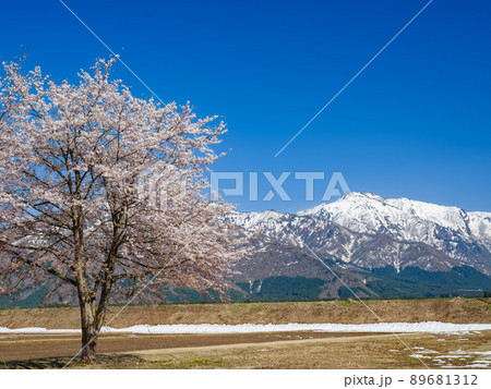 新潟_雪山を望む満開の桜 新潟_雪山を望む満開の桜 89681312