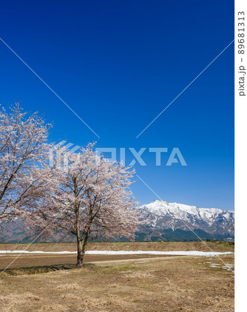 新潟_雪山を望む満開の桜 新潟_雪山を望む満開の桜 89681313