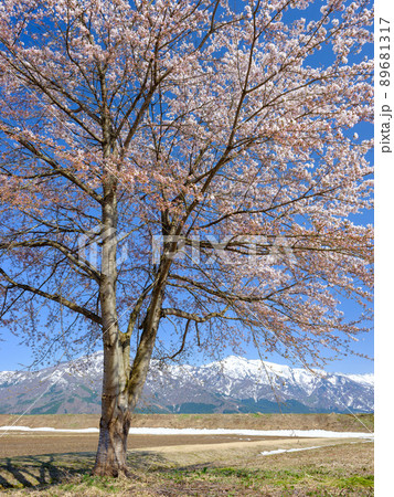 新潟_雪山を望む満開の桜 新潟_雪山を望む満開の桜 89681317