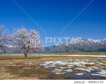 新潟_雪山を望む満開の桜 新潟_雪山を望む満開の桜 89681319