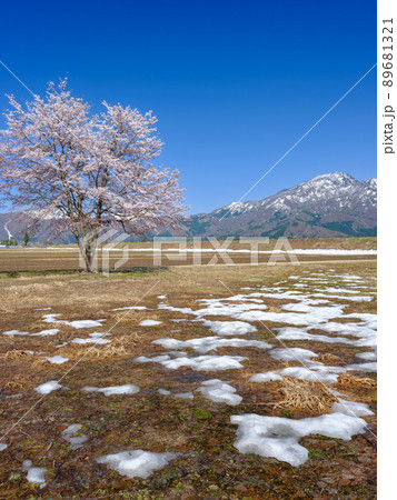 新潟_雪山を望む満開の桜 新潟_雪山を望む満開の桜 89681321