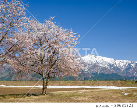 新潟_雪山を望む満開の桜 新潟_雪山を望む満開の桜 89681323