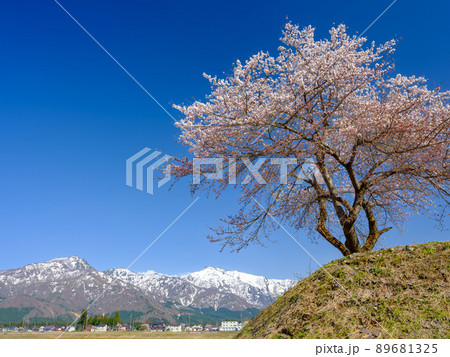 新潟_雪山を望む満開の桜 新潟_雪山を望む満開の桜 89681325