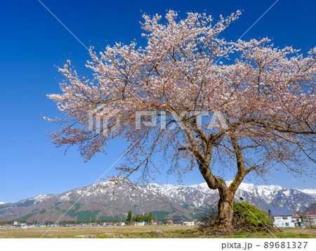 新潟_雪山を望む満開の桜 新潟_雪山を望む満開の桜 89681327