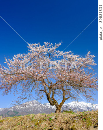 新潟_雪山を望む満開の桜 新潟_雪山を望む満開の桜 89681331