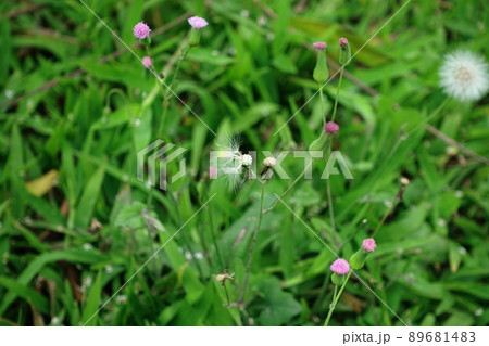 タンポポ たんぽぽ 蒲公英 89681483