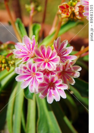 レウイシア・コチレドン レウイシア・コチレドン 89681505