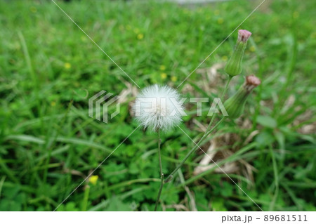 タンポポ たんぽぽ 蒲公英 89681511