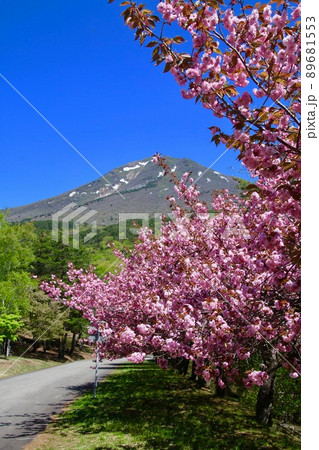天鏡台の八重桜(福島県・猪苗代町) 天鏡台の八重桜(福島県・猪苗代町) 89681553