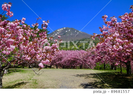 天鏡台の八重桜（福島県・猪苗代町） 89681557