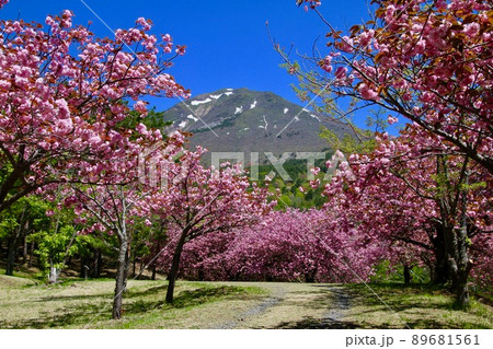 天鏡台の八重桜（福島県・猪苗代町） 89681561
