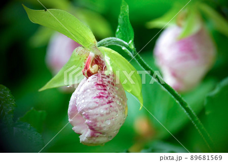 クマガイソウ三輪 クマガイソウ三輪 89681569