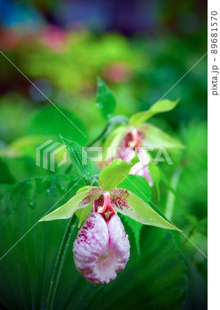 クマガイソウ（縦） 89681570