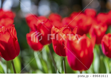 綺麗に咲き誇る鮮やかなチューリップ 89681611
