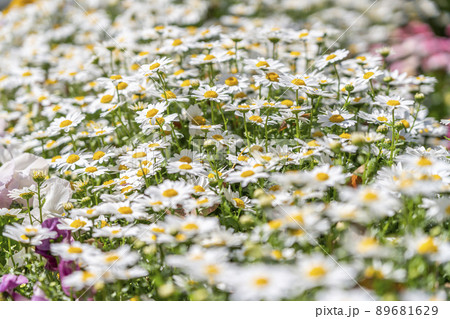 日差しを浴びて輝くように咲くマーガレット 89681629