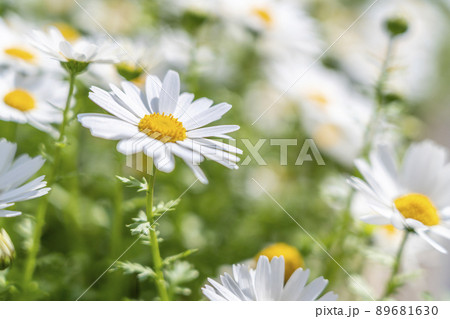 日差しを浴びて輝くように咲くマーガレット 日差しを浴びて輝くように咲くマーガレット 89681630