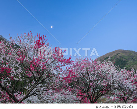 長野阿智村_花桃と夜明けの月 89681638