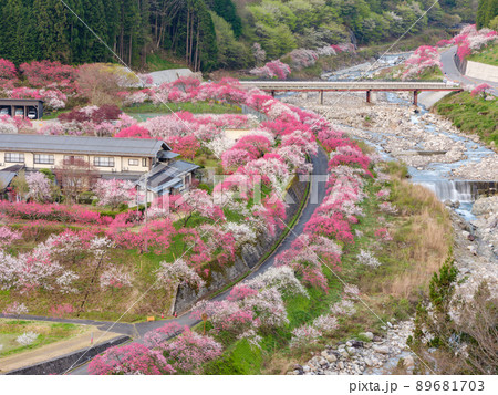長野阿智村_花桃の郷の絶景 89681703