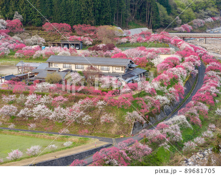 長野阿智村_花桃の郷の絶景 長野阿智村_花桃の郷の絶景 89681705