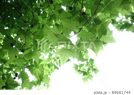 楓 カエデ メープル 89681744